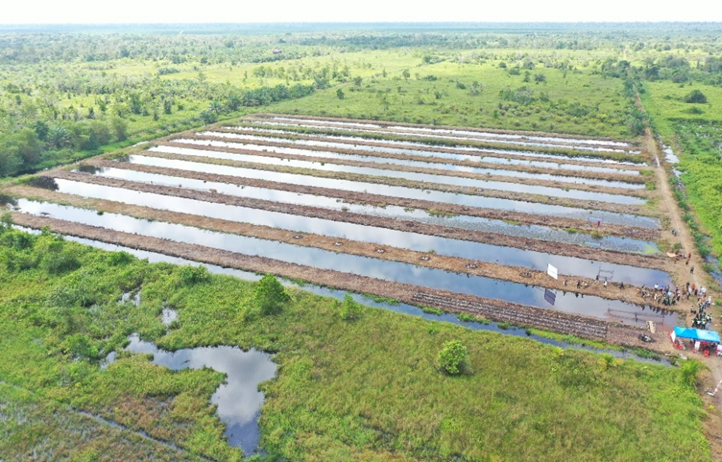 Figure 1. Agro-Silvo-Fishery Demo plot with the Surjan System, Sungai Radak Dua Village, Terentang District, Kubu Raya Regency, West Kalimantan